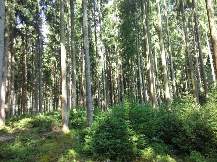 photo_2017-07-21_21-53-30